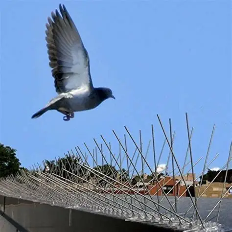 Dépigeonnage 2