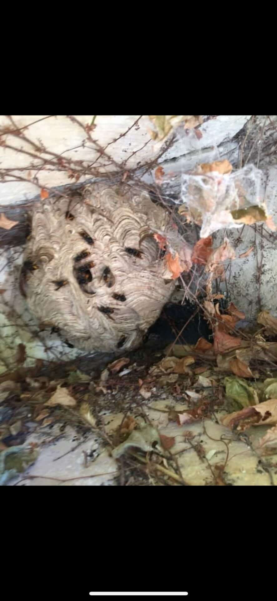 Nids de guêpe
