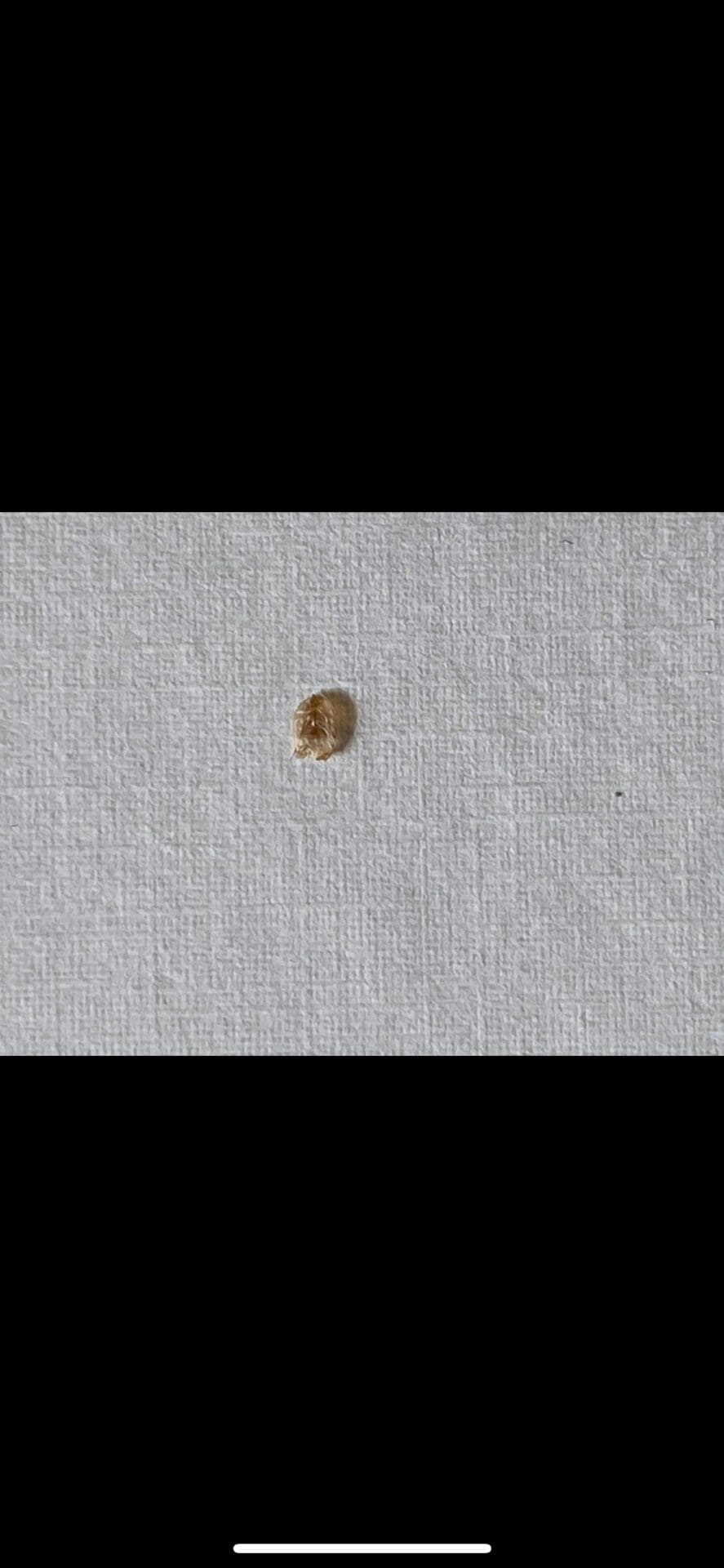 Détection d'une punaise de lit