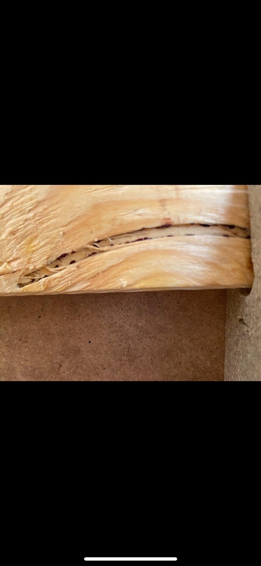 Détection des punaise de lit