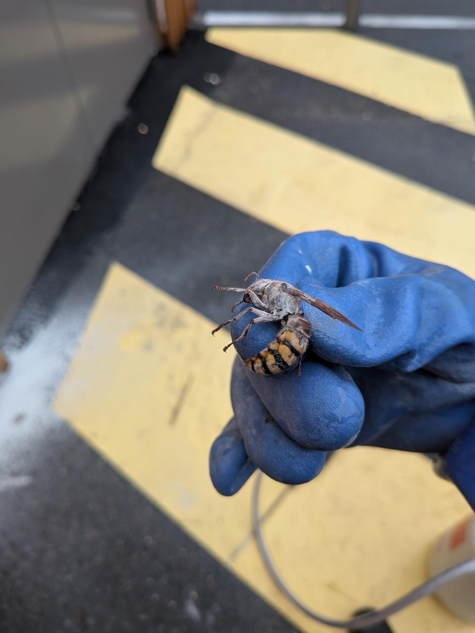 Technicien anti-nuisibles tenant un frelon neutralisé avec un gant de protection
